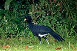 Great Curassow